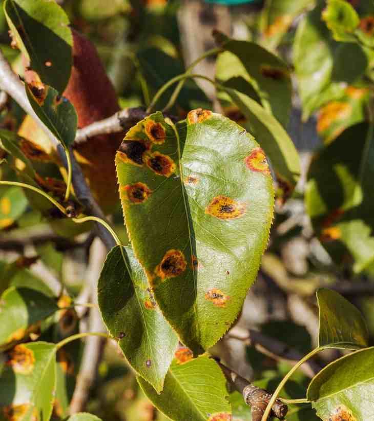 image 0df79772 1cb9 4570 b11d aada9de9ebf9.png